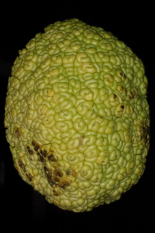 Multiple Fruit &lsquo;osage orange&rsquo;  [Maclura; Moraceae] this orange sized fruit is from an inflorescence, not a single flower